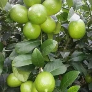 ১২ মাসি সীডলেস চায়না থ্রি 20 পিস